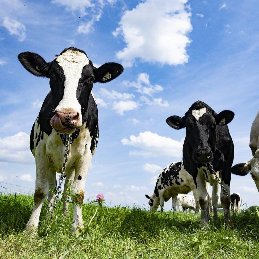 Canada, New Zealand settle trade dispute regarding supply management of dairy sector